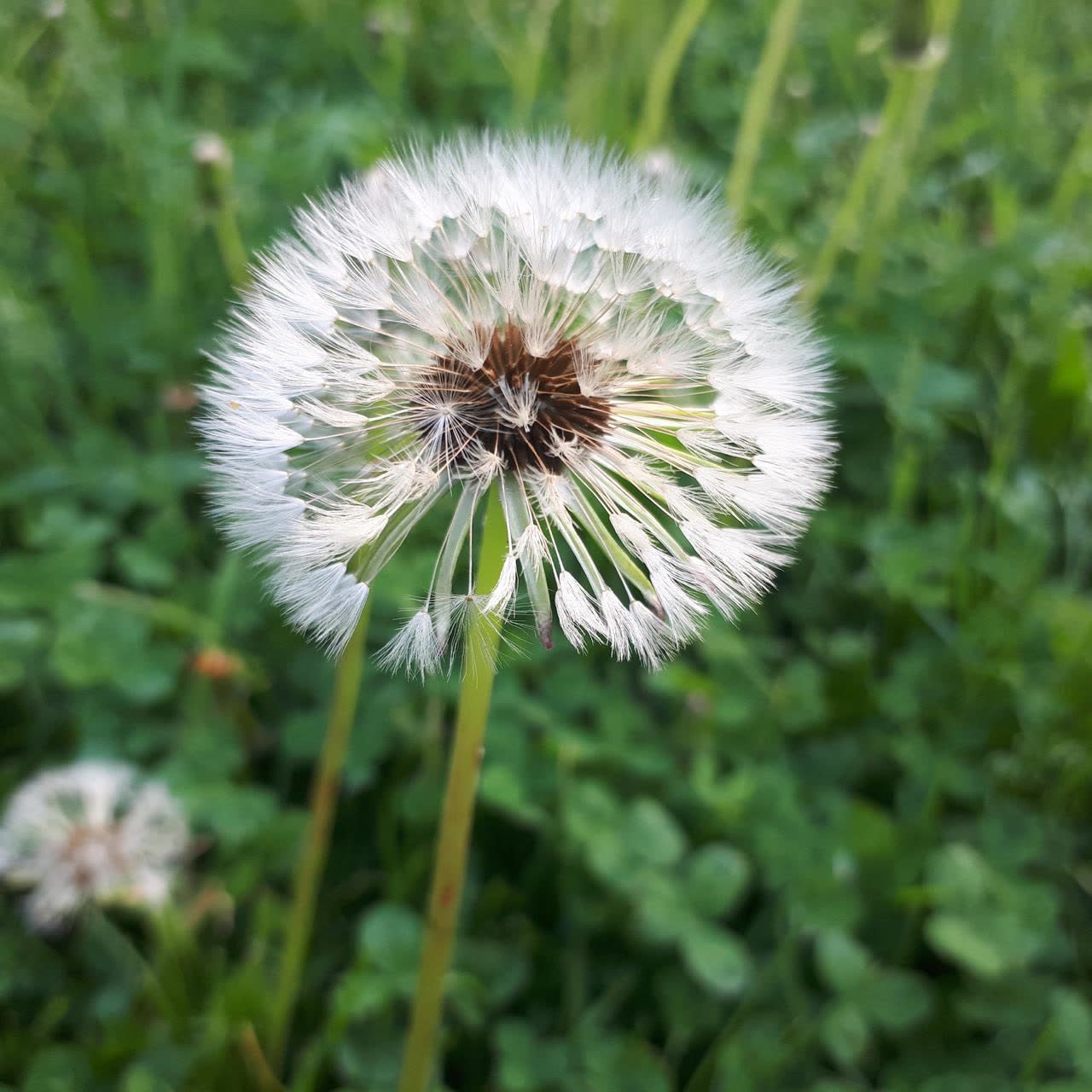 A delicate white dandelion seed head against soft green leaves