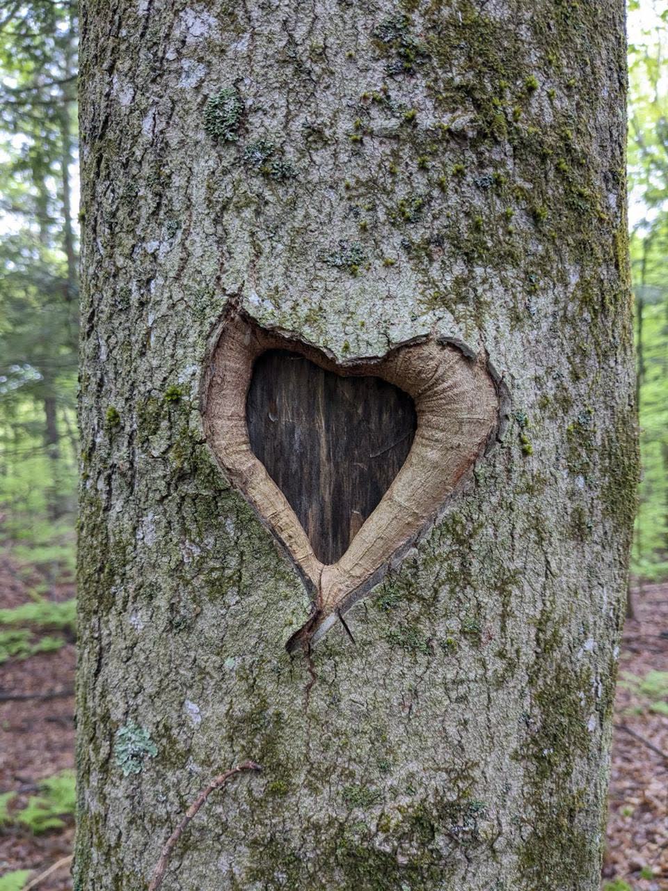 A heart-shaped hollow in the trunk of a moss-covered tree