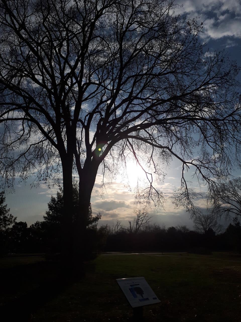 Sunlight filtering through the branches of a tall tree